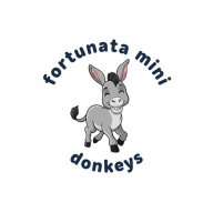 fortunatadonkeys