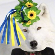 FatMalamute