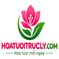 hoatuoitayninh