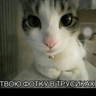chceleste