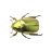 Bazilll_