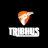 Tribhus